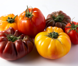 Tomates varieté ancienne Bio