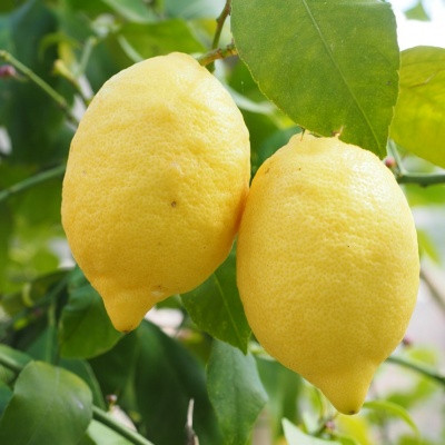 Citrons Verdelli Bio