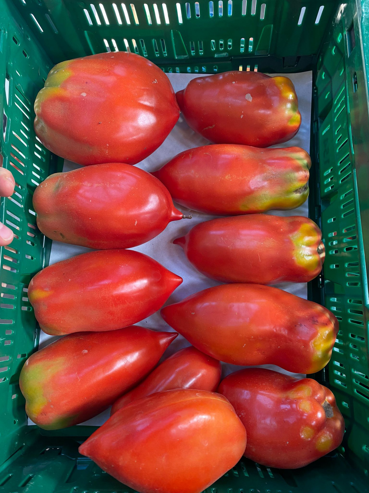 Tomates cornues des Andes Bio
