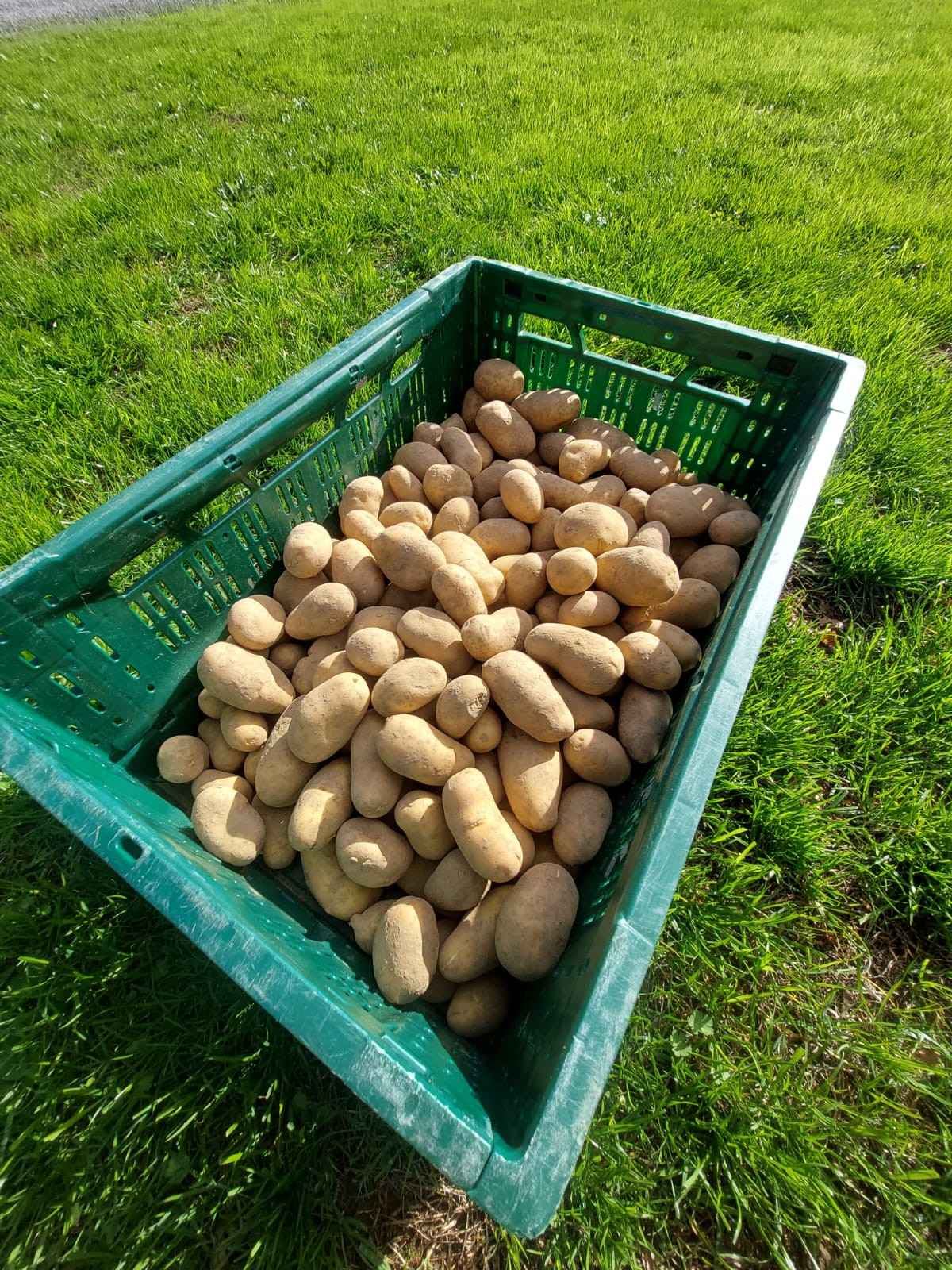 Pommes de terre Allians Bio (nouvelle récolte)