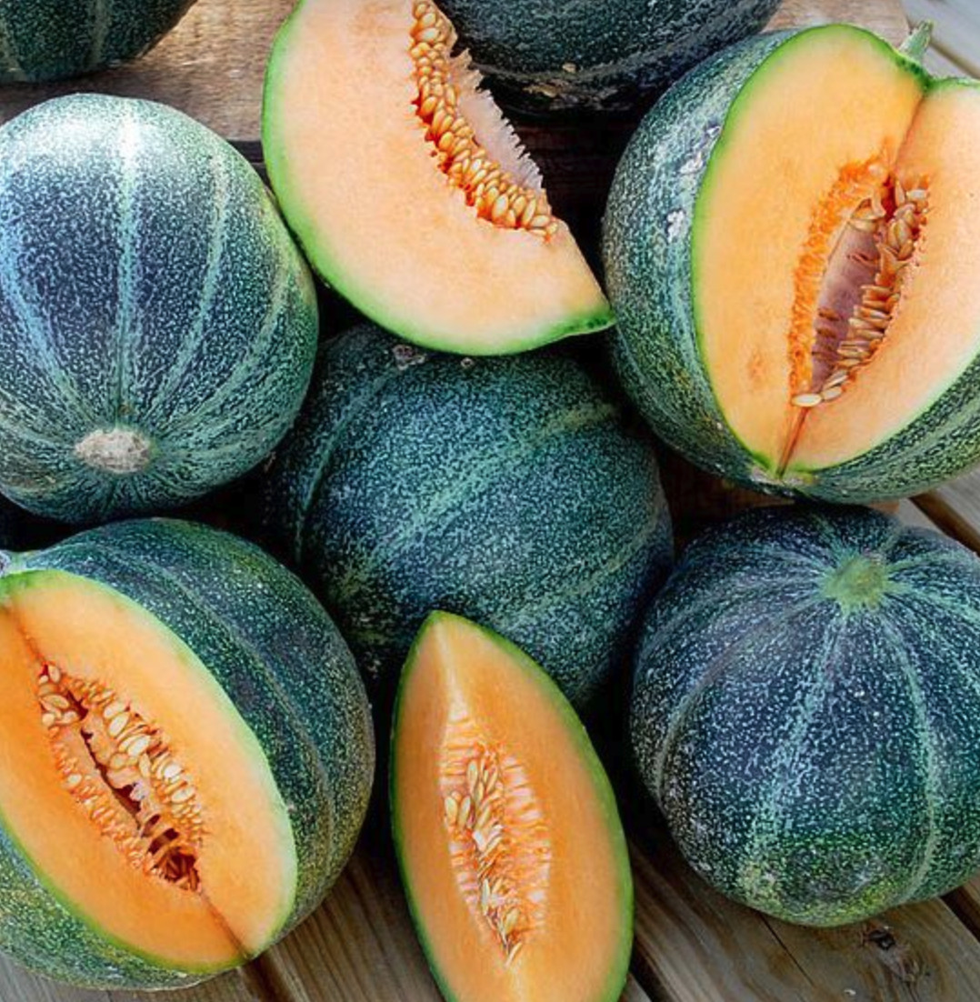 Melon - Petit gris de Rennes belge BIO